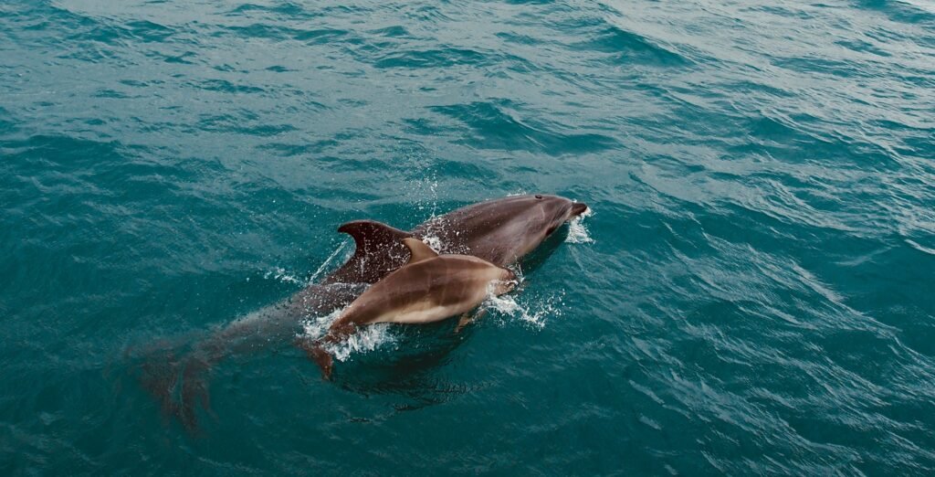 Whale watching in New Zealand